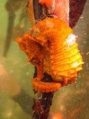 Hippocampus reidi