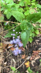 Conoclinium coelestinum