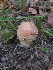 Amanita muscaria
