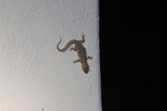 Pachydactylus purcelli