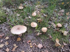 Agaricineae