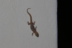 Pachydactylus purcelli