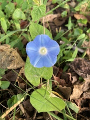 Ipomoea hederacea integriuscula