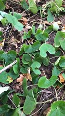 Asarum canadense