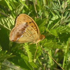 Argynnis laodice japonica