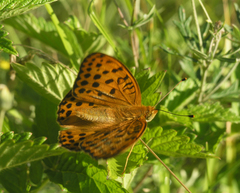 Argynnis laodice japonica