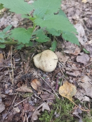 Scleroderma citrinum