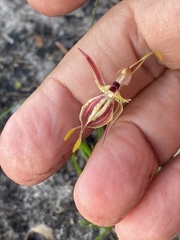 Caladenia plicata