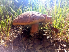 Boletus edulis