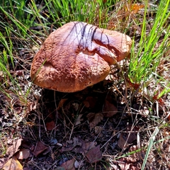 Boletus edulis