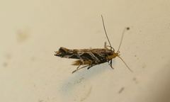 Aristotelia fungivorella