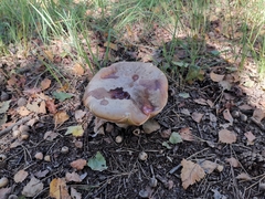 Suillus