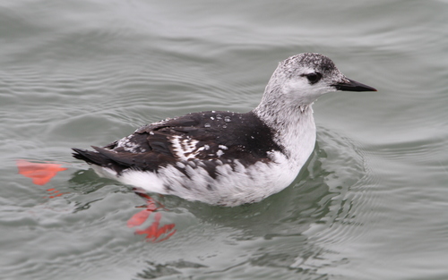 Black Guillemot