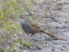 Dasyornis brachypterus