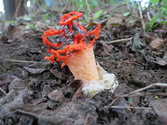 Lysurus corallocephalus