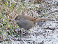 Dasyornis brachypterus