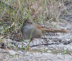 Dasyornis brachypterus