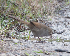 Dasyornis brachypterus