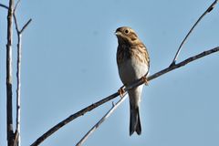 Emberiza leucocephalos