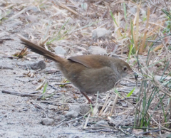 Dasyornis brachypterus