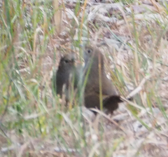 Dasyornis brachypterus