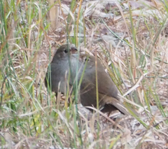 Dasyornis brachypterus