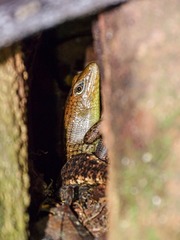 Dasia grisea