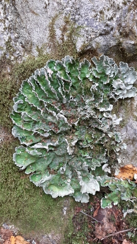 Arctic Kidney Lichen (Nephroma arcticum)