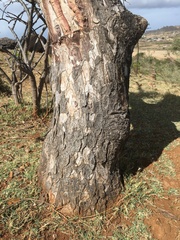 Sclerocarya birrea