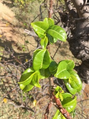 Sclerocarya birrea