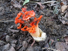 Lysurus corallocephalus