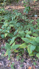 Persicaria virginiana