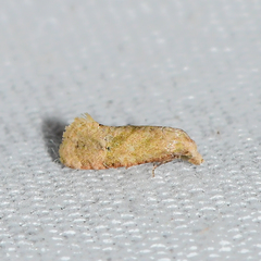 Platphalonidia magdalenae