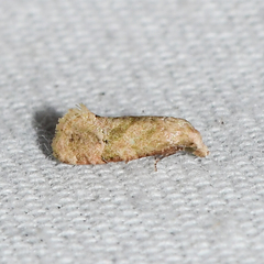 Platphalonidia magdalenae