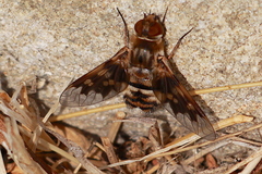 Thyridanthrax nugator