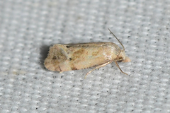Platphalonidia magdalenae