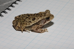Incilius campbelli