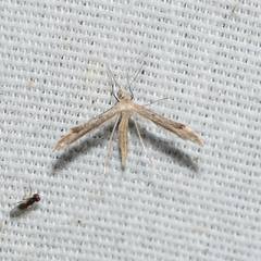 Lioptilodes albistriolatus