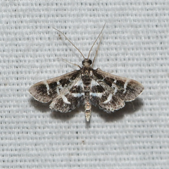 Diasemiodes janassialis
