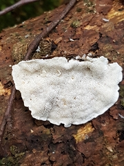 Postia tephroleuca