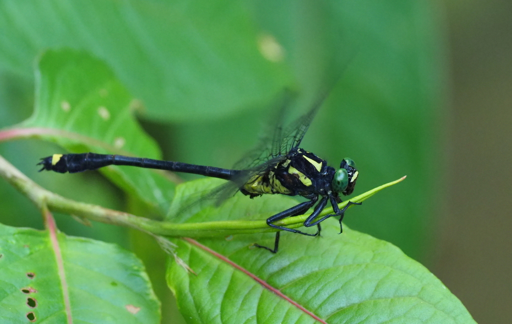 Asiagomphus acco
