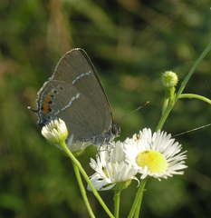 Satyrium latior