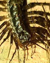 Scutigera coleoptrata