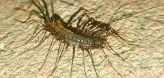 Scutigera coleoptrata