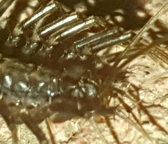 Scutigera coleoptrata