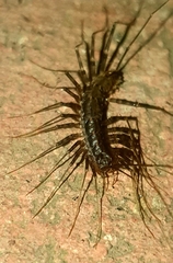 Scutigera coleoptrata