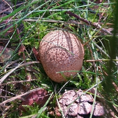 Scleroderma citrinum