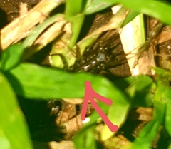 Scutigera coleoptrata