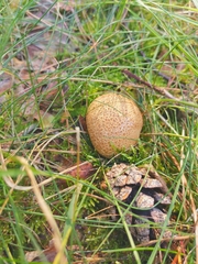 Scleroderma citrinum