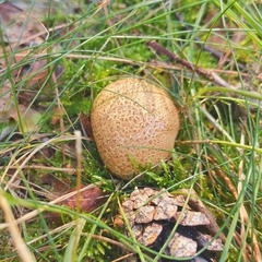 Scleroderma citrinum